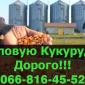 Куплю кукурудзу за високою ціною з швидкою вигрузкою - фото № 1