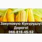 Куплю кукурузу в любом объеме - фото № 1
