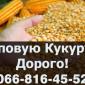 Куплю кукурузу оптом - фото № 1