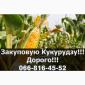 Покупаем кукурузу на постоянной основе! Высокие цены и контракт! - фото № 1
