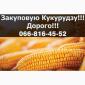 Куплю кукурузу у фермеров и населения! Дорого - фото № 1