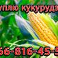 Закупівля кукурудзи цьогорічного врожаю - фото № 1