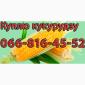 Закупка кукурузы нового урожая в больших объемах - фото № 1