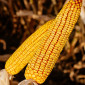 Насіння кукурудзи КВС 2370 - високоврожайний гібрид - фото № 1