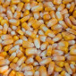 Продажа Бразильской кукурузы от поставщика - фото № 3