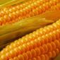 Насіння кукурудзи Маніфік ФАО-300 на продаж - фото № 1