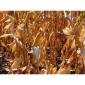Гибрид кукурузы Оржица-267 в продаже - фото № 1