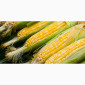 Семена кукурузи ДН Джулія для продажу - фото № 1