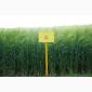 Ячмень яровой - фото № 5
