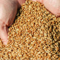 Закупівля червоного проса - фото № 1