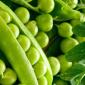 НАСІННЯ гороху Семена гороха VERNON ярый канадский трансгенный сорт (элита) - фото № 5