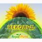 Продажа качественного семени подсолнечника Рекольд - фото № 1