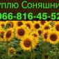 Купую соняшник на постійній основі - фото № 1