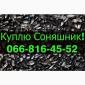 Купую соняшник від виробника - фото № 1