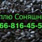 Закуповуємо соняшник на постійній основі - фото № 1