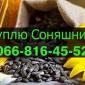 Закупівля соняшника за найвищими цінами - фото № 1