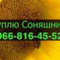 Закупівля соняшнику оптом з оплатою на вагах - фото № 1