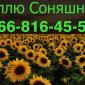 Закупка подсолнечника по высоким ценам - фото № 1