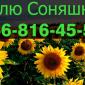 Закупівля соняшнику з оплатою на вагах - фото № 1