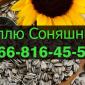 Купую соняшник у будь-якому обсязі - фото № 1