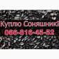Купим подсолнечник оптом без выходных в Полтаве - фото № 1