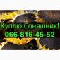 Закупаем подсолнечник по высоким ценам! Оплата на месте! - фото № 1