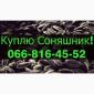 Купую соняшник за вигідною ціною! - фото № 1