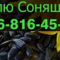 Закупівля соняшника у будь-яких обсягах - фото № 1