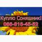 Покупаем подсолнечник ежедневно без выходных - фото № 1