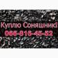 Закупка СОНЯШНИКА в больших объемах без выходных! - фото № 1