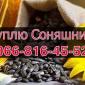 Закупівля соняшнику від фермерів та приватних виробників - фото № 1