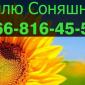 Ищу поставщика подсолнечника - фото № 1