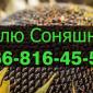 Закупівля соняшнику від підприємства переробника - фото № 1