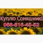 Закупівля соняшнику! Високі ціни та оплата на вагах - фото № 1