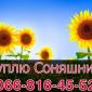 Куплю подсолнечник! Конкурентные цены - фото № 1