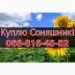 Купуємо соняшник! Високі ціни! Оплата на вагах! - фото № 1