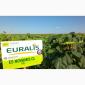 Подсолнечник ЕС Новамис СЛ - Euralis в продаже - фото № 1