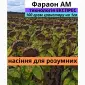 Семена подсолнечника гибрид Фараон - фото № 1