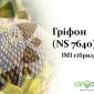 Насіння соняшника Гріфон NS 7640 в продаже - фото № 1