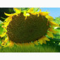 Насіння соняшника НЕЙМАР (A-G+) НОВИЙ толерантний до гранстару - фото № 1