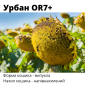 Новинки !!! Насіння соняшника гібрид -Урбан OR7+ під гранстар - фото № 3