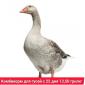Продам комбикорм для уток и гусей - фото № 2