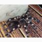 Паук - птицеед Акантоскурия Геникулята (Acanthoscurria geniculata) - фото № 1