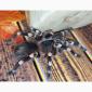 Паук - птицеед Акантоскурия Геникулята (Acanthoscurria geniculata) - фото № 2