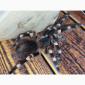 Паук - птицеед Акантоскурия Геникулята (Acanthoscurria geniculata) - фото № 3