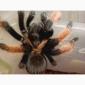 Брахипельма эмилия (Brachypelma emilia) или мексиканский красноногий птицеед - фото № 1