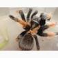 Брахипельма эмилия (Brachypelma emilia) или мексиканский красноногий птицеед - фото № 3