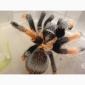 Брахипельма эмилия (Brachypelma emilia) или мексиканский красноногий птицеед - фото № 4