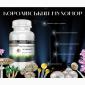 Мухомор Королевский в капсулах 0.3г/60шт - фото № 3