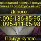 Приедем и купим б/у перья и свежее утиное гусиное - фото № 1